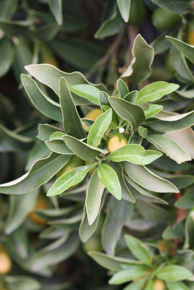              Sun leaves (Riverside, CA)       